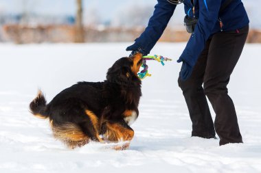 Karda bir köpekle kadın çalış