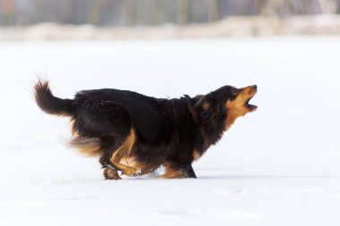 köpeği karda çalışır