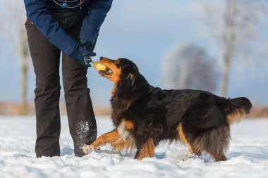 Karda köpeği olan bir kadın.