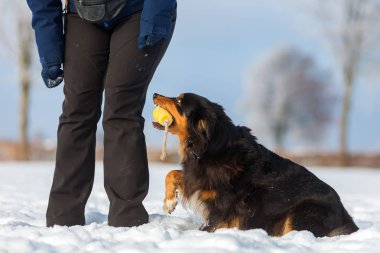 Karda köpeği olan bir kadın.