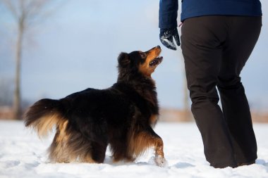 Karda köpeği olan bir kadın.