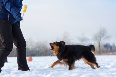 Karda bir köpekle kadın çalış