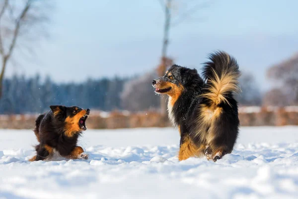 Escena agresiva de dos perros en la nieve — Foto de Stock