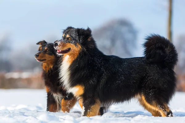 Dos perros jugando a la nieve — Foto de Stock