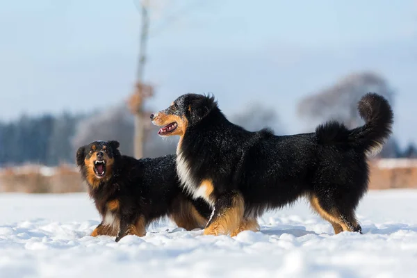 Aggressiva scenen av två hundar i snö — Stockfoto