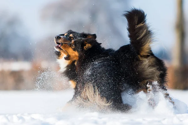 Zwei Hunde spielen im Schnee — Stockfoto