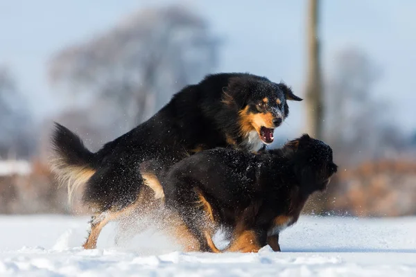 Agresywne scena dwa psy w śniegu — Zdjęcie stockowe