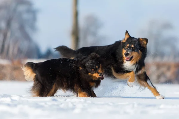 Dos perros jugando a la nieve — Foto de Stock