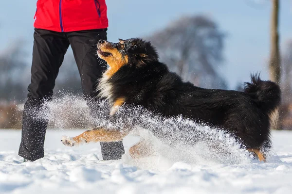 Kvinna leker med en hund i snön — Stockfoto