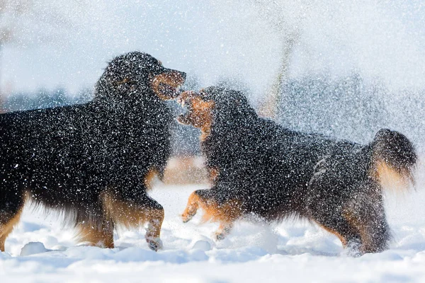 Dois cães pastores australianos no nevoeiro da neve — Fotografia de Stock