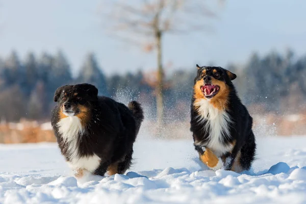 Dois cães pastores australianos estão correndo na neve — Fotografia de Stock