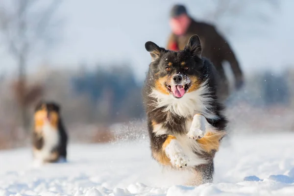 Australian Shepherd cão corre na neve — Fotografia de Stock