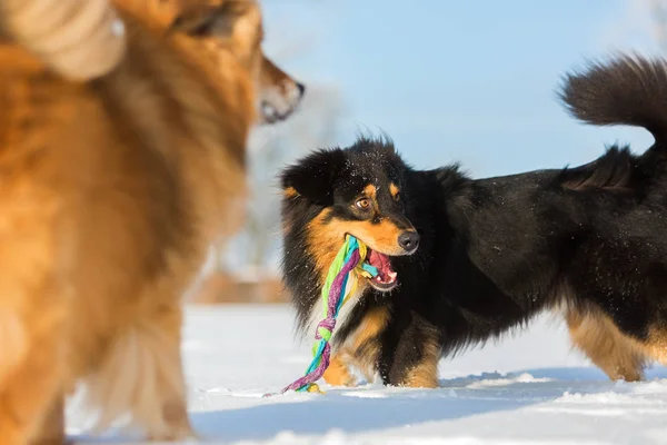 Två hundar leker i snön — Stockfoto