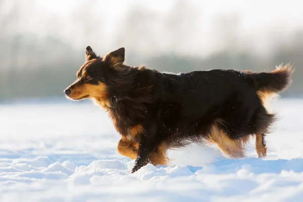 Walking Australian Shepherd in the snow — Stock Photo, Image