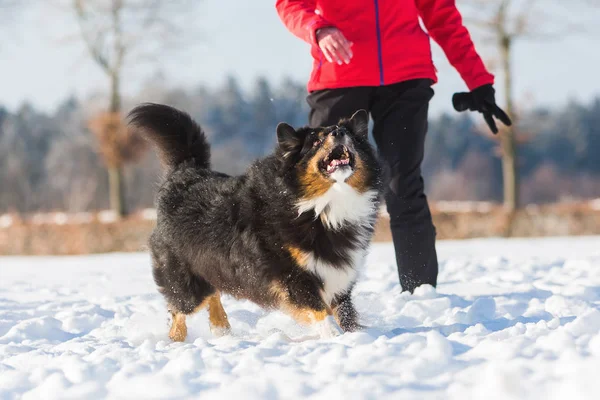 Mujer juega con un perro en la nieve — Foto de Stock