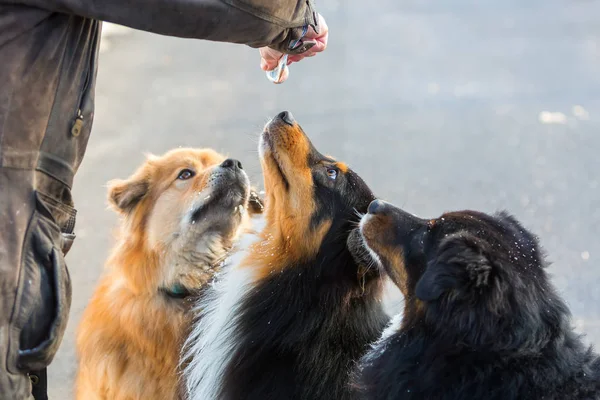 Три собаки получают корм из тюбика — стоковое фото