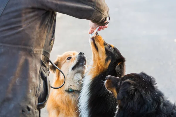 Drei Hunde werden von einem Mann gefüttert — Stockfoto