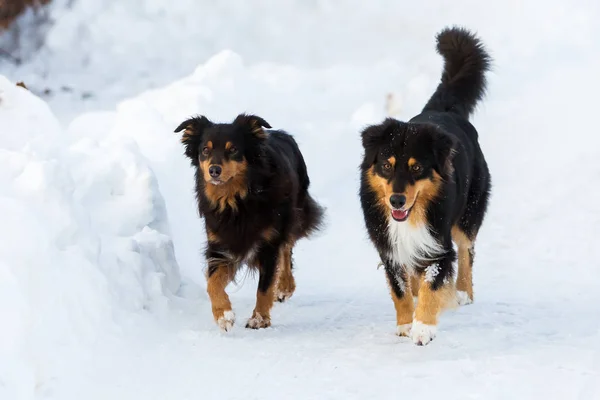 Deux chiens marchant dans la neige — Photo