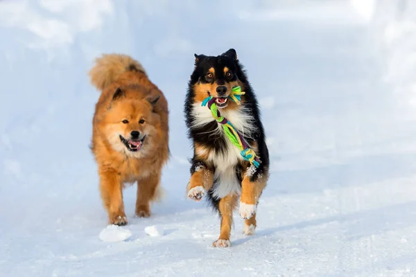 Zwei Hunde laufen im Schnee — Stockfoto