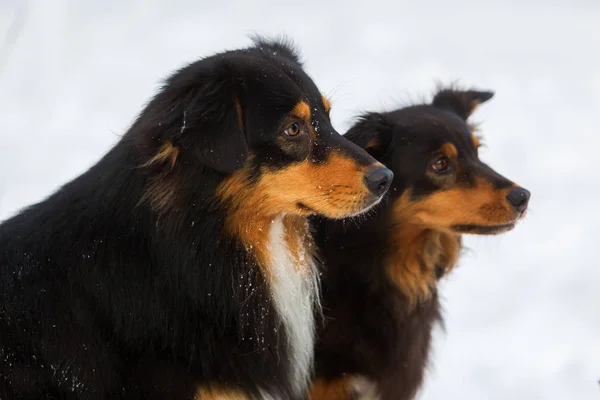 Retrato de dos perros pastor australianos en la nieve —  Fotos de Stock