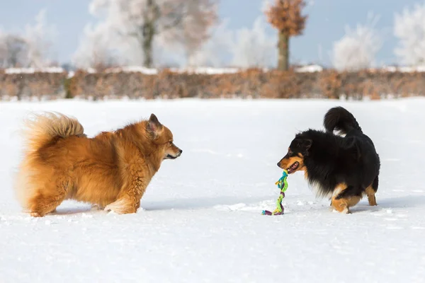 Dos perros jugando en la nieve — Foto de Stock