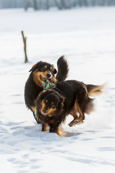 Dois cães brincando na neve — Fotografia de Stock
