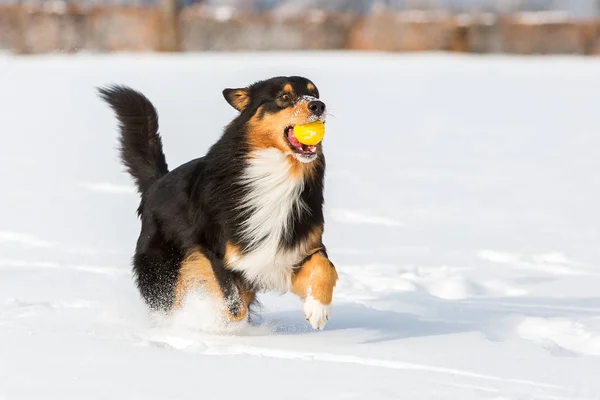 Dog with a ball in the snout in the snow — Stock Photo, Image