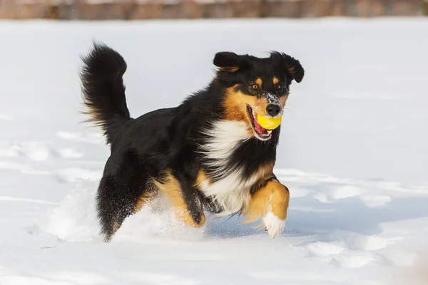 Dog with a ball in the snout in the snow — Stock Photo, Image