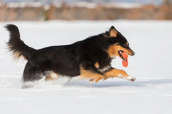 雪の中で鼻のおもちゃの犬 — ストック写真