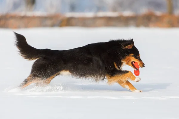Dog with a toy in the snout in the snow — Stock Photo, Image