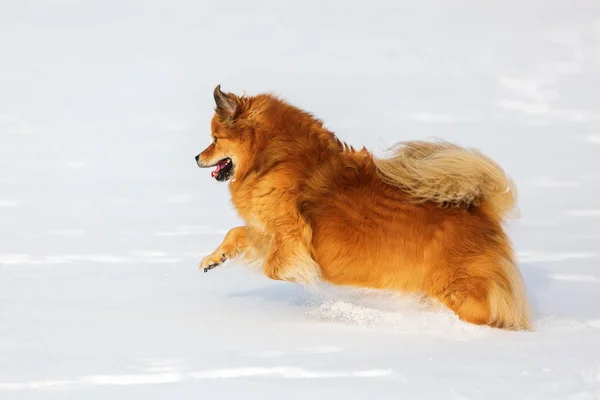 Elo cão corre na neve — Fotografia de Stock
