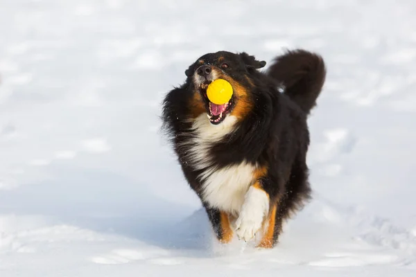 Dog with a ball in the snout in the snow — Stock Photo, Image