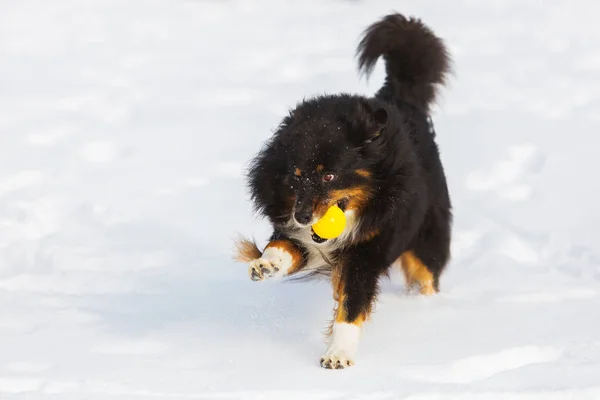Dog with a ball in the snout in the snow — Stock Photo, Image