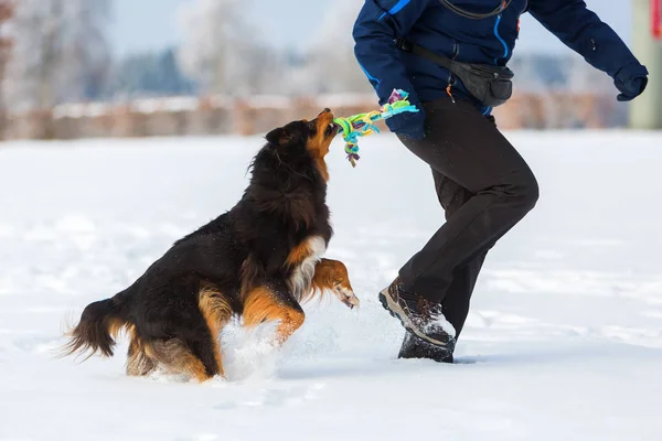 Mujer juega con un perro en la nieve — Foto de Stock