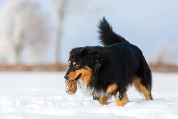 Pes s dárek v čenich ve sněhu — Stock fotografie