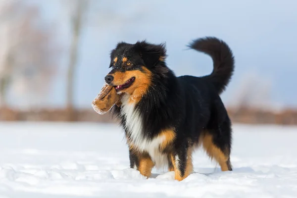 Dog with treat bag in the snout in the snow — Stock Photo, Image