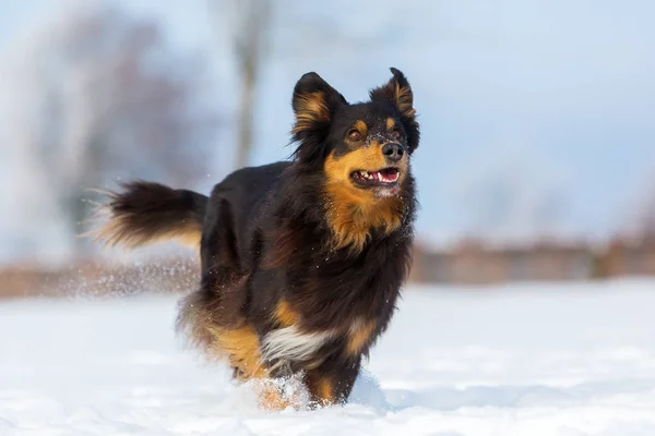 Hund mit Leckerli im Schnäuzer im Schnee — Stockfoto