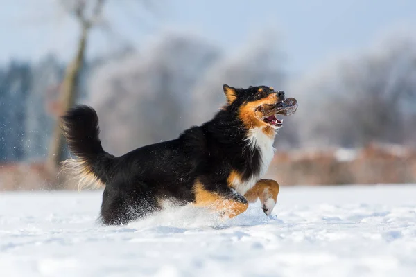 雪の中で鼻に菓子袋を持つ犬 — ストック写真