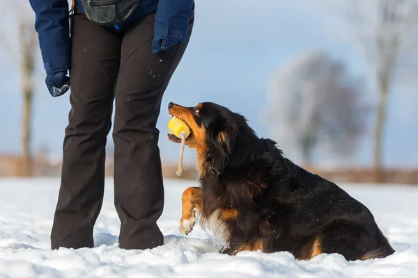 Mujer con un perro en la nieve — Foto de Stock