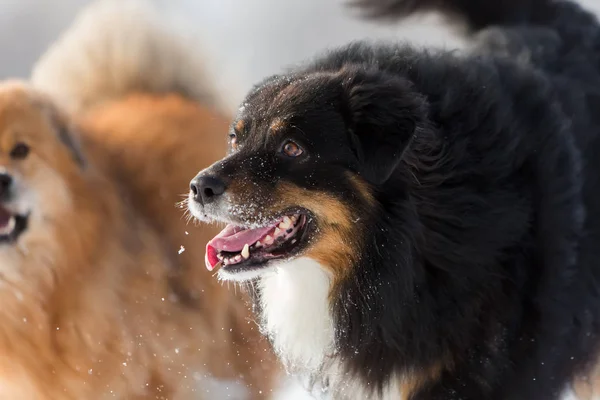 Dos perros en la nieve — Foto de Stock