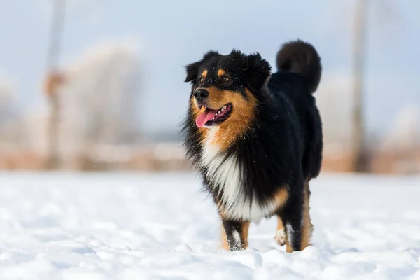 Dog portrait in the snow — Stock Photo, Image