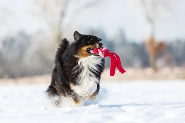Hund mit Spielzeug in der Schnauze läuft im Schnee — Stockfoto
