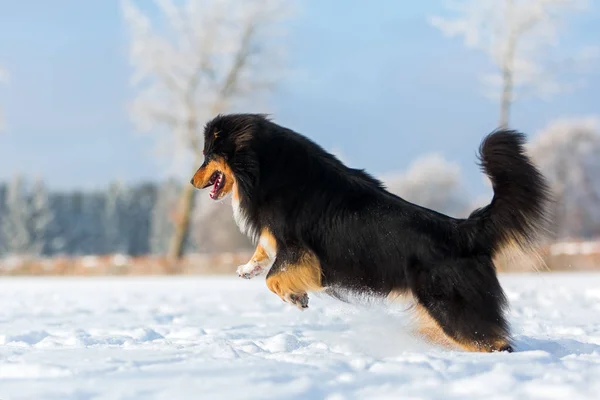 Hund springt in den Schnee — Stockfoto