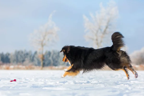 Dog is running in the snow — Stock Photo, Image