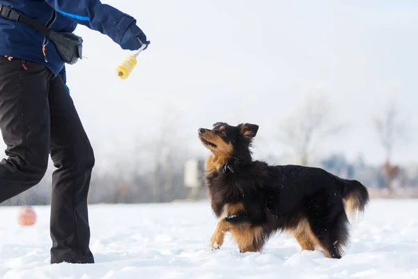 Kvinna leker med en hund i snön — Stockfoto