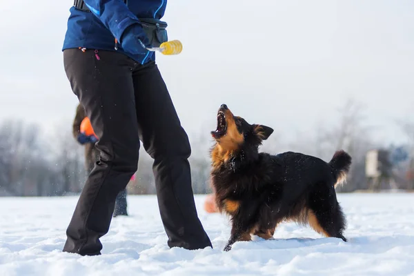 Mujer juega con un perro en la nieve — Foto de Stock