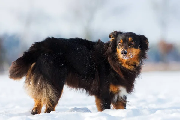 Hundeporträt im Schnee — Stockfoto