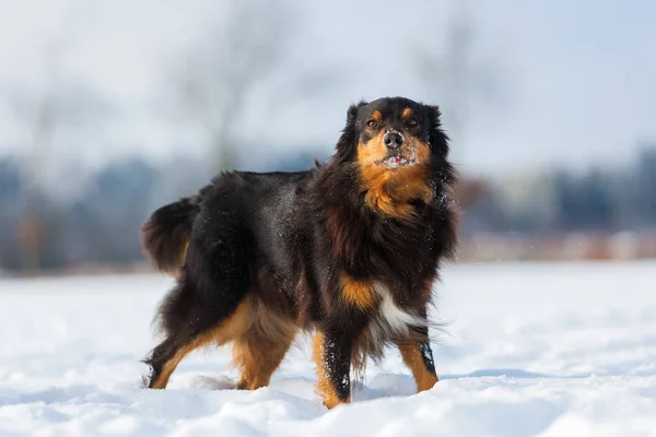 雪の中の犬の肖像画 — ストック写真