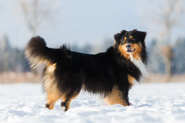 Retrato de cão na neve — Fotografia de Stock