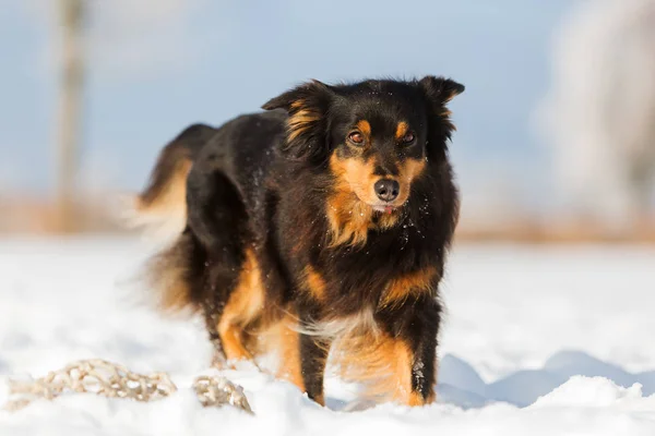 Pes s míčem v čenich ve sněhu — Stock fotografie